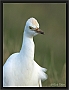koereiger DSC_0051-01